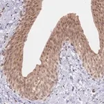 Merck Anti-TMEM55B antibody produced in rabbit