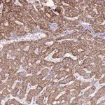 Merck Anti-PCSK1 antibody produced in rabbit
