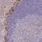 Merck Anti-SUSD1 antibody produced in rabbit