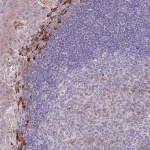 Merck Anti-SUSD1 antibody produced in rabbit