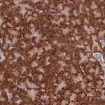 Merck Anti-SPATA2 antibody produced in rabbit