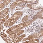 Merck Anti-ESRP2 antibody produced in rabbit