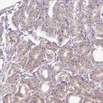 Merck Anti-IGIP antibody produced in rabbit