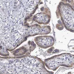 Merck Anti-SLC13A4 antibody produced in rabbit