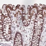 Merck Anti-PPP1R27 antibody produced in rabbit