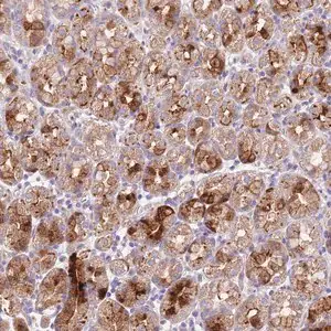 Merck Anti-LIPJ antibody produced in rabbit