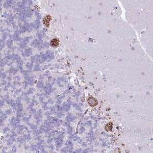 Merck Anti-C20ORF96 antibody produced in rabbit