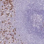 Merck Anti-PHLPP2 antibody produced in rabbit