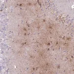 Merck Anti-MTSS1L antibody produced in rabbit