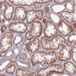 Merck Anti-AVL9 antibody produced in rabbit