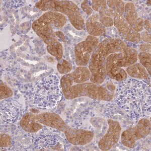 Merck Anti-OR5T1 antibody produced in rabbit