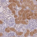 Merck Anti-OR5T1 antibody produced in rabbit