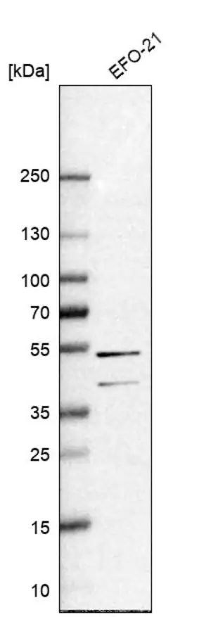 Merck Anti-RAI2 antibody produced in rabbit