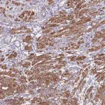 Merck Anti-TIAF1 antibody produced in rabbit