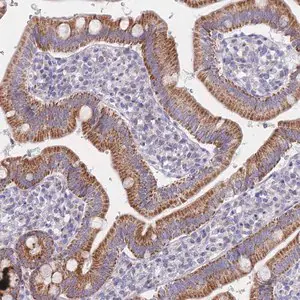 Merck Anti-MRPS14 antibody produced in rabbit