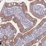 Merck Anti-MRPS14 antibody produced in rabbit