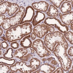 Merck Anti-KCNH3 antibody produced in rabbit