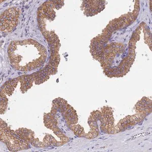 Merck Anti-SH2B2 antibody produced in rabbit