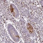 Merck Anti-ZNF835 antibody produced in rabbit