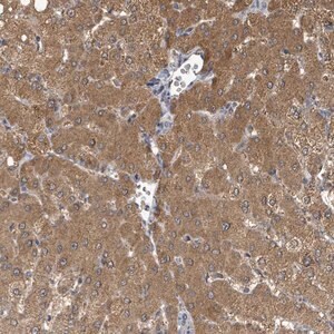 Merck Anti-C6ORF52 antibody produced in rabbit