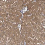 Merck Anti-C6ORF52 antibody produced in rabbit