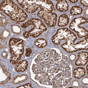 Merck Anti-AHSA2 antibody produced in rabbit