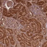 Merck Anti-RASSF2 antibody produced in rabbit