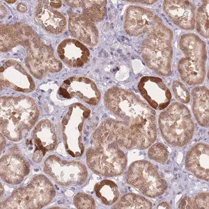 Merck Anti-PCDH12 antibody produced in rabbit