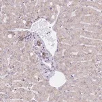 Merck Anti-GBP7 antibody produced in rabbit