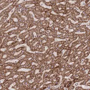 Merck Anti-GSTM1 antibody produced in rabbit