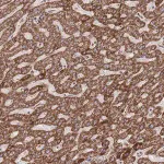 Merck Anti-GSTM1 antibody produced in rabbit