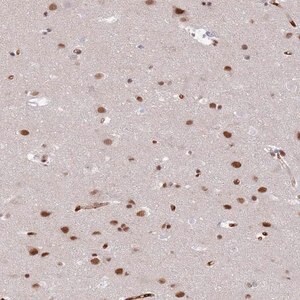 Merck Anti-RFX1 antibody produced in rabbit