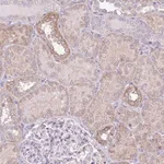Merck Anti-OR6M1 antibody produced in rabbit