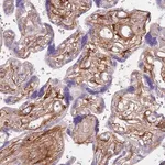 Merck Anti-TINAGL1 antibody produced in rabbit