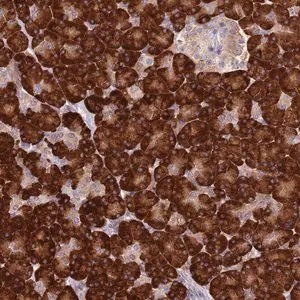 Merck Anti-RPS9 antibody produced in rabbit