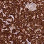 Merck Anti-RPS9 antibody produced in rabbit