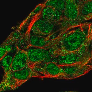 Merck Anti-SERPINA10 antibody produced in rabbit
