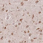 Merck Anti-FAM214B antibody produced in rabbit