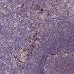 Merck Anti-LTB antibody produced in rabbit