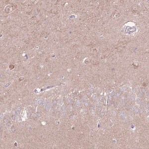 Merck Anti-LRFN3 antibody produced in rabbit