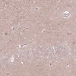 Merck Anti-LRFN3 antibody produced in rabbit