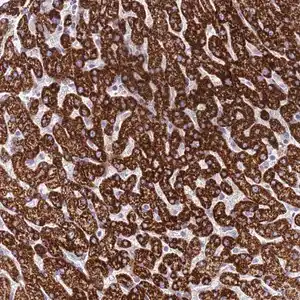 Merck Anti-RNF222 antibody produced in rabbit