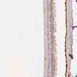 Merck Anti-MYO3A antibody produced in rabbit