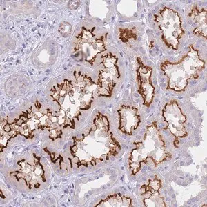 Merck Anti-CHSY1 antibody produced in rabbit