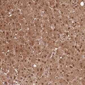 Merck Anti-PLPPR2 antibody produced in rabbit