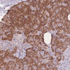 Merck Anti-TRAPPC5 antibody produced in rabbit