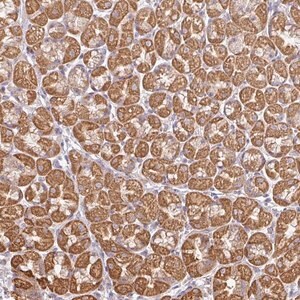 Merck Anti-PLEKHJ1 antibody produced in rabbit