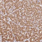 Merck Anti-PLEKHJ1 antibody produced in rabbit