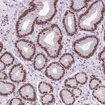 Merck Anti-FAM104B antibody produced in rabbit