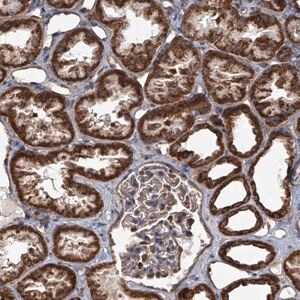 Merck Anti-MRPL4 antibody produced in rabbit